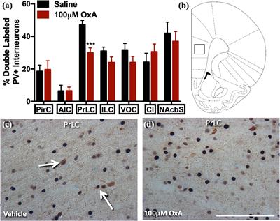 Effects of Intranasal Orexin-A (Hypocretin-1) Administration on Neuronal Activation, Neurochemistry, and Attention in Aged Rats